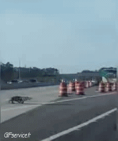 Humor -  Fun Animals Crocodiles - Caiman 01 