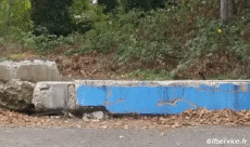 Humor -  Fun Animals Raccoons 01 