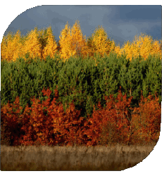 Fahnen Europa Litauen Platz 