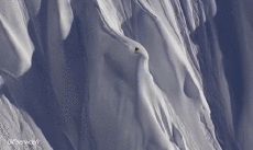 Humor -  Fun Sports SnowBoard Fun - Win 