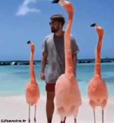 Humor -  Fun Animals Birds Flamingo 