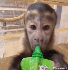 Humour - Fun Animaux Singes Serie 02 