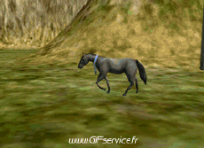 Umorismo -  Fun Animali Cavalli 01 