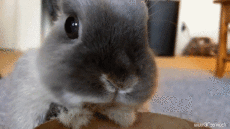 Humor -  Fun Animals Rabbits 01 