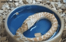 Humor - Fun Animales Serpientes 01 