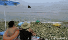 Humor - Fun Animales Tiburones 01 