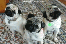 Humor -  Fun Animals Dogs 02 