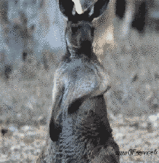Humor -  Fun Animals Kangaroos 01 