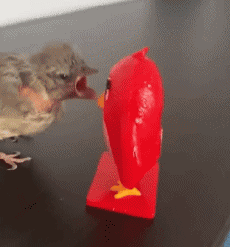 Humor -  Fun Animals Birds Various 02 