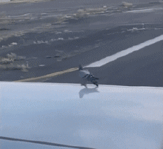 Humor -  Fun Animals Birds Pigeon 