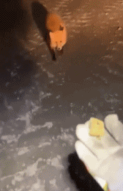 Humor -  Fun Animals Fox 01 