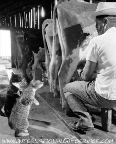 Humor -  Fun Tiere Katze 01 