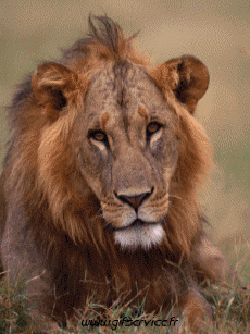 Humor - Fun Animales Leones 01 