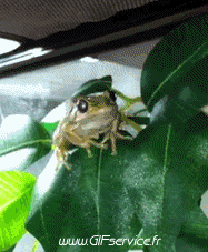 Humor -  Fun Animals Frogs 01 