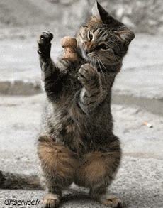 Humor -  Fun Tiere Katze 05 