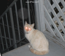 Humor -  Fun Tiere Katze 02 