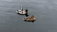 Humor -  Fun GIF Artists @Eclectech 