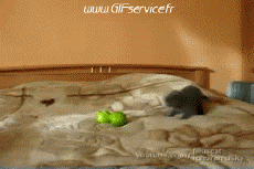 Umorismo -  Fun Animali Gatti 02 