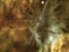 Multimedia Kanäle - TV Frankreich Virgin 17 Jingle 