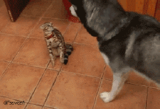 Humor -  Fun Tiere Hunde 03 