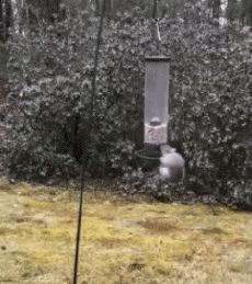 Humor -  Fun Animals Squirrels 01 