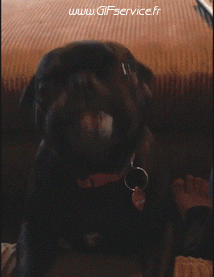 Humour - Fun Animaux Chiens Serie 01 