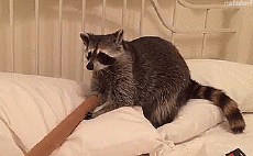 Humor - Fun Animales Mapaches 01 