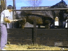 Humor - Fun Animales Caballos 01 