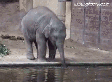 Humor -  Fun Tiere Elefanten 01 