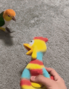 Humor -  Fun Animals Birds Parakeet Parrot 