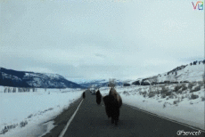 Humor -  Fun Tiere Bisons 01 