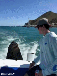 Humor - Fun Animales Focas lobo marino 01 