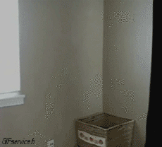 Humor -  Fun Animals Cats 04 