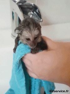 Humor -  Fun Animals Monkeys 01 