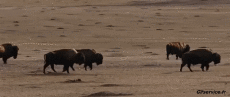 Humor -  Fun Tiere Bisons 01 