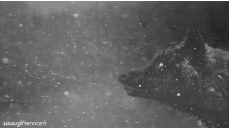 Humor -  Fun Tiere Wolf 01 