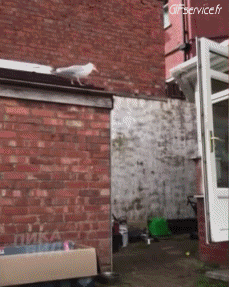 Humor -  Fun Animals Birds Seagulls 