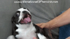 Umorismo -  Fun Animali Cani 01 