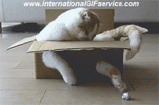 Humour - Fun Animaux Chats Serie 01 