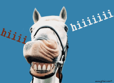 Humour - Fun Animaux Chevaux Serie 01 