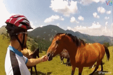 Humour - Fun Animaux Chevaux Serie 01 