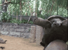 Humor -  Fun Tiere Schildkröten 01 