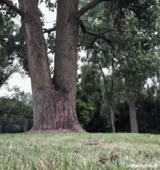 Humor - Fun Deportes BMX Fun Win 