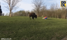 Humor -  Fun Tiere Bisons 01 