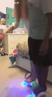 Humor -  Fun PEOPLE Hoverboard Fail 02 