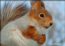 Humor - Fun Animales Ardillas 01 