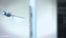 Umorismo -  Fun Animali Insetti 01 