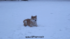 Humor -  Fun Animals Dogs 03 