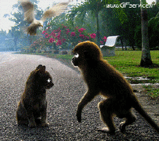 Humor -  Fun Animals Monkeys 01 