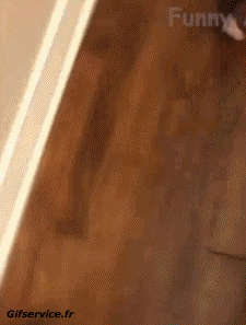 Humor - Fun Animales Cerdos - Jabalíes 01 